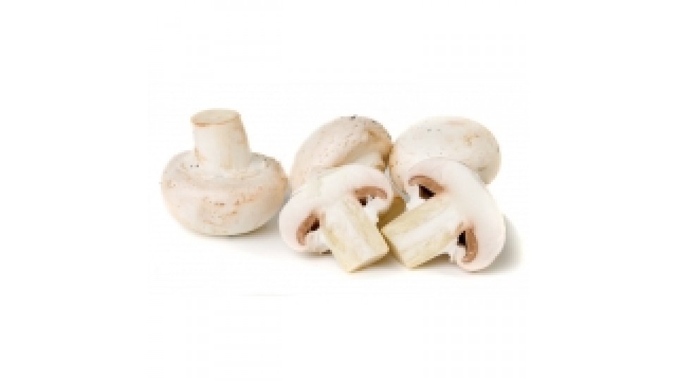 Funghi Champignon