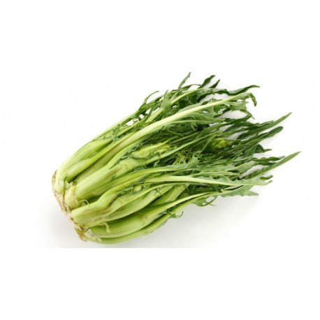 Cicoria Cimata "Puntarelle"