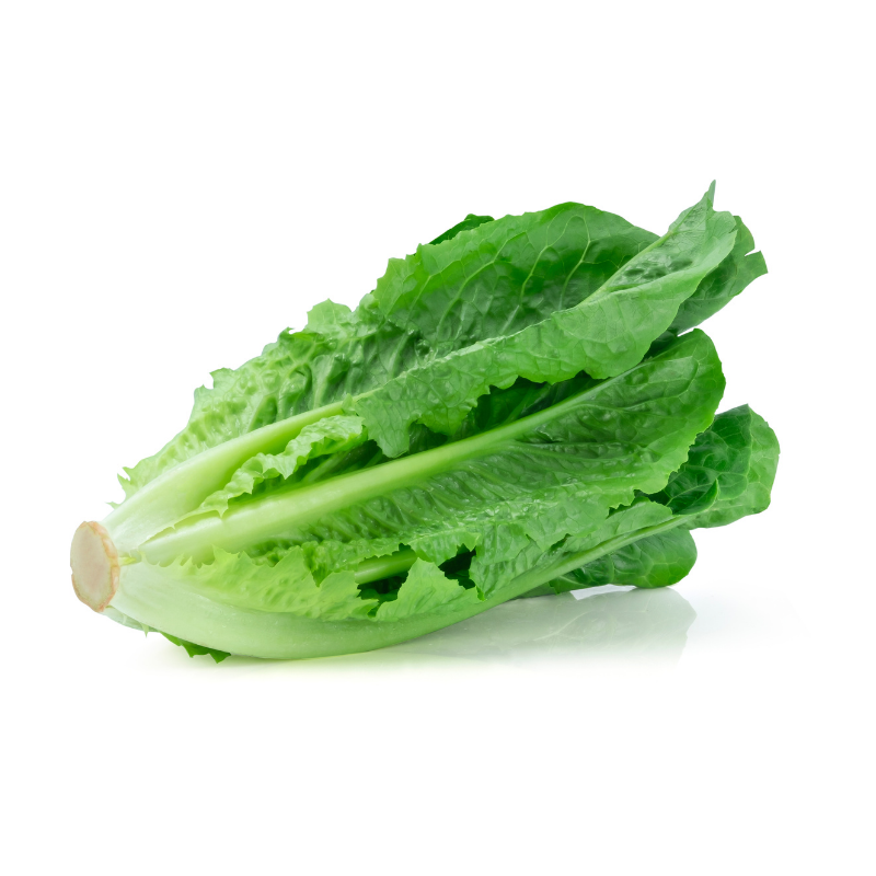 Insalata Lattuga Romana
