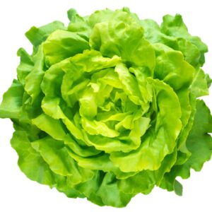 Insalata Lattuga