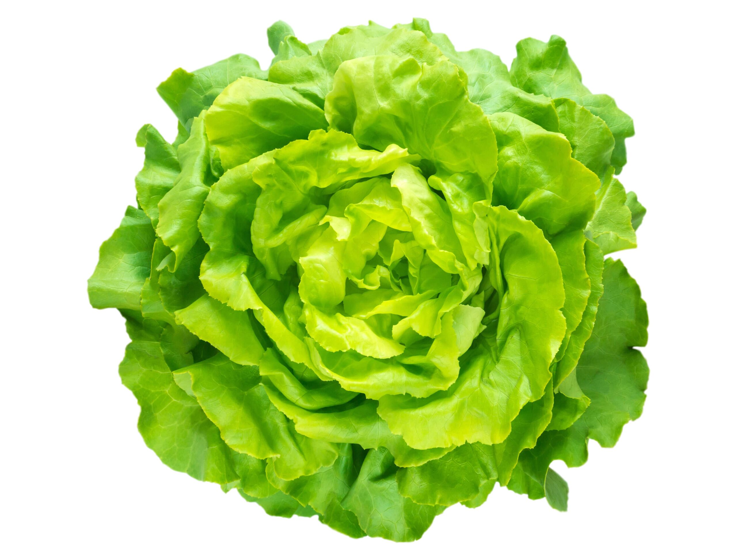 Insalata Lattuga