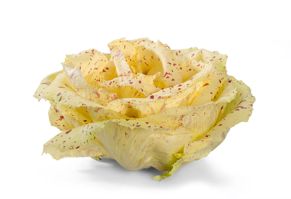 Radicchio Variegato