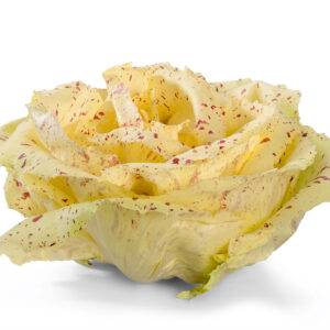 Radicchio Variegato