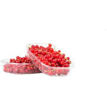 Ribes